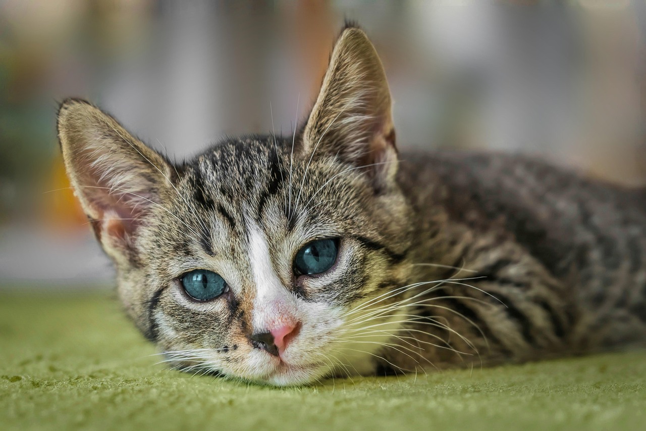 A gray tabby with dark blue eyes laying with its head on a green rug facing the camera