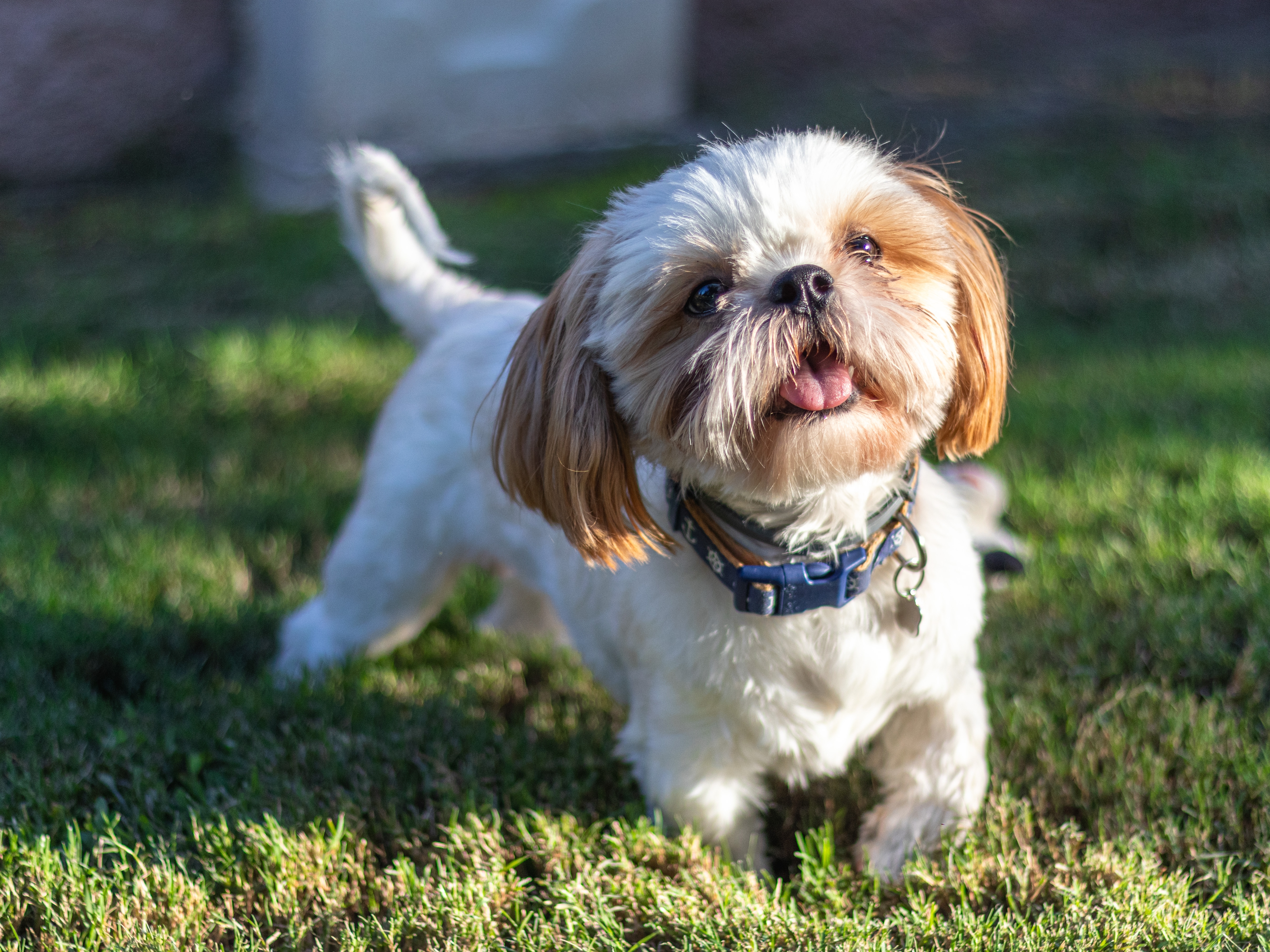 A shih-tzu with a blue collar standing in grass, mouth open and facing the camera.